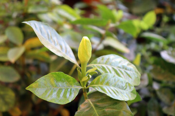 a green leaf in indian tree