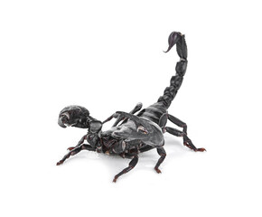 scorpion on white a  background