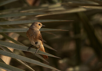 Common Redstart perched on dates tree, Bahrain