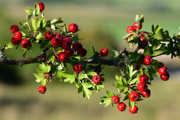 Wei&szlig;dorn, Beeren