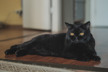 black fat cat with yellow eyes 