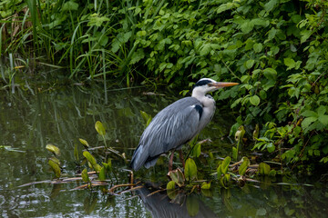 great blue heron