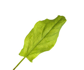 Green sorrel leaf on a white background, isolate, close-up. Freshness