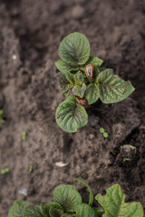 potato plant in the garden