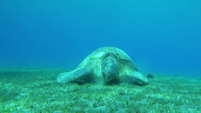 green turtle eating algae underwater