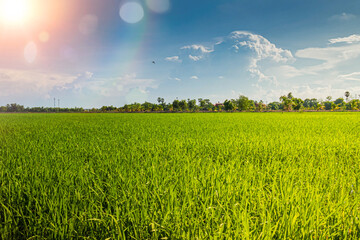 Agriculture green rice field farmland plant ecology and blue sky at summertime scenery background - Powered by Adobe