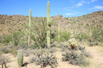 Saguaro National Park in Arizona, USA