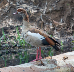 Egyptian goose portrait in day