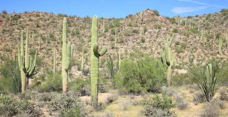 Saguro National Park in Arizon, USA