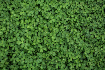 green grass texture