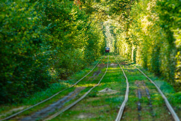Tram and tram rails in colorful forest