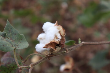 Cotton plants field. Sunny day Photo