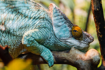 lizard