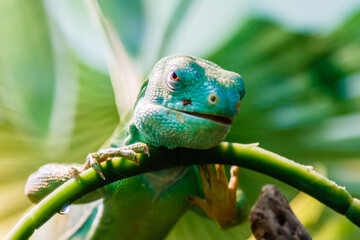 lizard