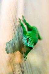 lizard