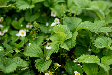 growing and watering strawberries in green garden. shallow depth of field photo