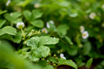 Water drops on strawberry leaves in summer morning. shallow depth of field photo