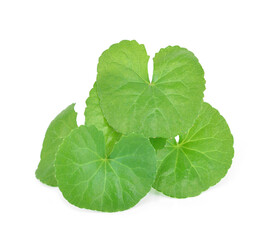 centella asiatica leaves isolated on white background.