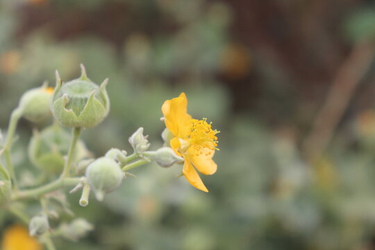 Yellow Apricot Flowers Of India