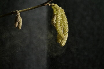 Pollen, Allergie,Pollenallergie, Bl&uuml;tenstssaub