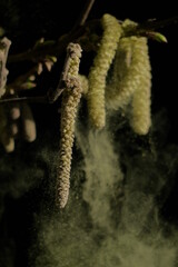 Pollen, Allergie,Pollenallergie, Blütenstssaub