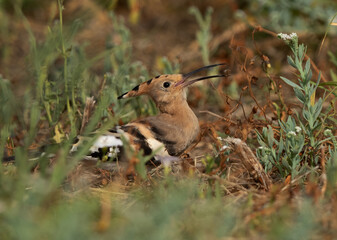 Hoopoe tossing an insect while feeding, Bahrain