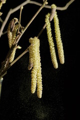 Pollen, Allergie,Pollenallergie, Bl&uuml;tenstssaub