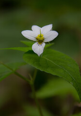 Canada Violet
