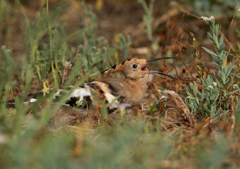 Hoopoe eating worm at Hamala, Bahrain