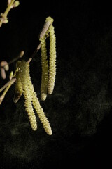 Pollen, Allergie,Pollenallergie, Bl&uuml;tenstssaub