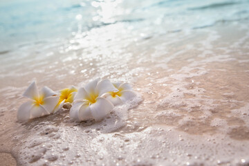 White frangipani plumeria flowers on sand at the beach front of the ocean waves background.