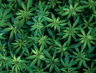 Cannabis young shoots pattern