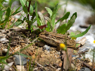 A frog perched on the ground
