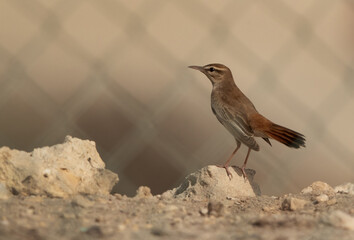 Rufous-tailed Scrub Robin at Hamala, Bahrain