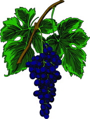 Obraz premium Grapes on a branch with leaves on a white background. Vector. The color can be changed.