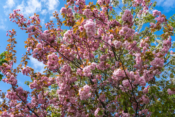 Sakura blossom flowers. Lots of pink petals of cherry flowers at spring sunny day. Sakura blooming tender bright pink on blue sky background.