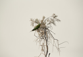 Blue-cheeked bee-eater perched on a tree at Asker marsh, Bahrain