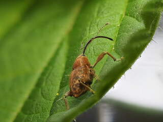 Haselnussbohrer (Curculio nucum) © Lothar Lenz