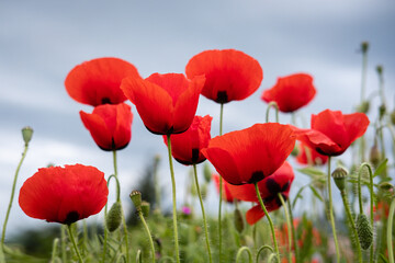 Obraz premium Coquelicots