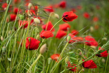 Coquelicots