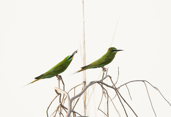 A pair of Blue-cheeked bee-eater at Asker marsh, Bahrain