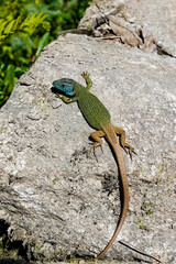 Top view of a green lizard resting on the stone under the sunlight