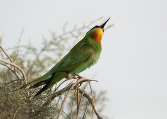 Blue-cheeked bee-eater looking up at Asker marsh, Bahrain