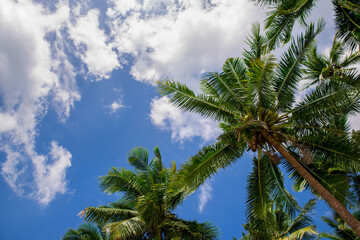 Beautiful tropical  palms and blue sky