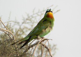Closeup of a Blue-cheeked bee-eater at Asker marsh, Bahrain