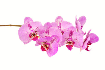 Fototapeta na wymiar Orchid flower on white isolated background. Floral background template