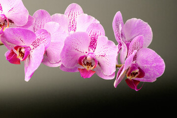 Orchid flower on black background. Floral background template