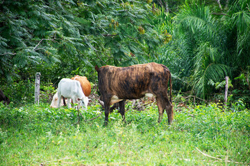 cattle grazing on a farm in Mato Grosso do Sul