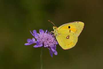 Yellow Glory butterfly on the plant - Colias crocea