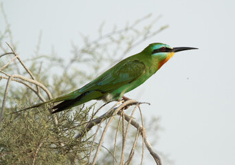 Blue-cheeked bee-eater looking for insect at Asker marsh, Bahrain